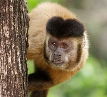 Sagui - Como cuidar desse macaquinho